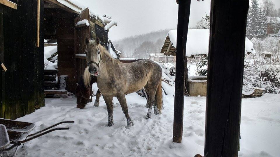Pozivamo sve na donacije u obliku hrane za konje